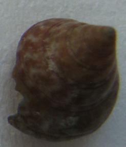 calliostoma sp.